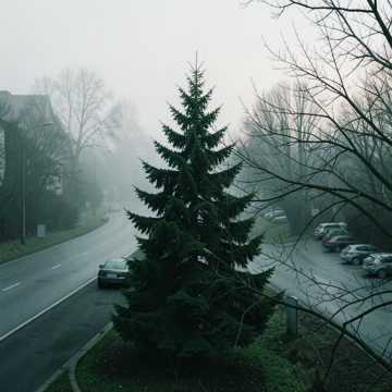 Bitlo.ru - Елка и ветер