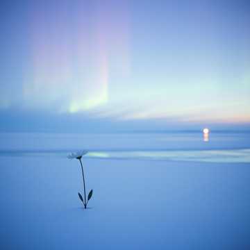 Bitlo.ru - Мой Северный Цветок