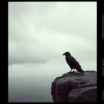 Bitlo.ru - Ворон на скале