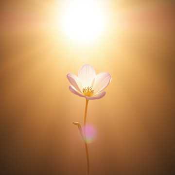 Bitlo.ru - Гуля, милая подружка,